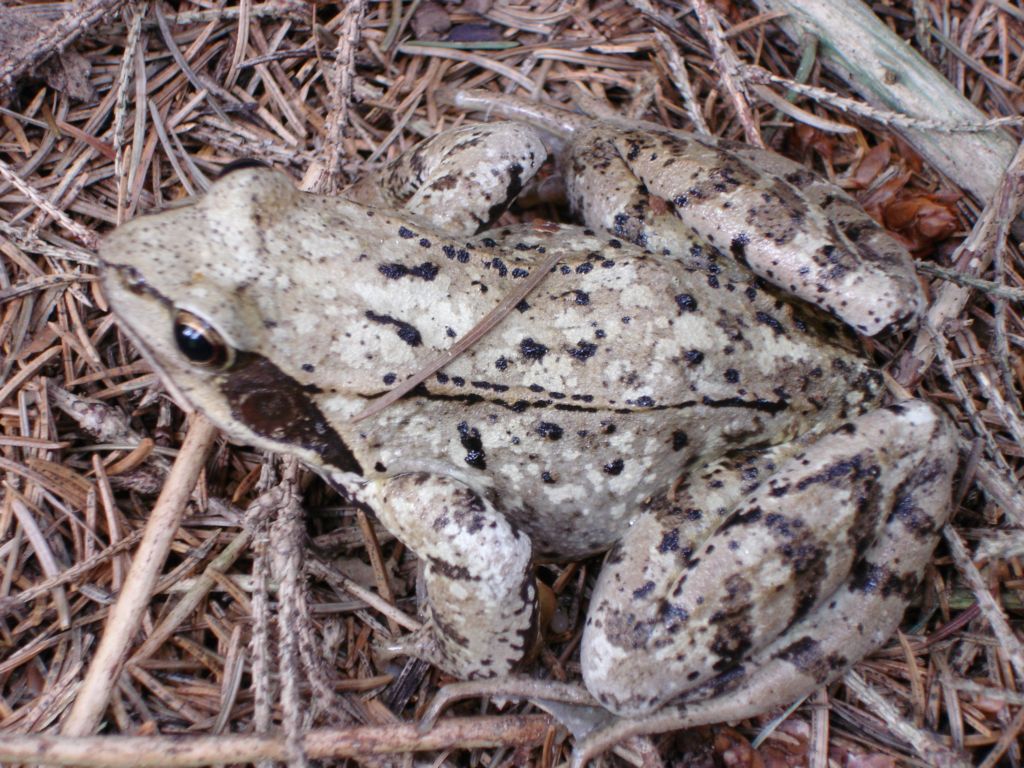 Rana temporaria